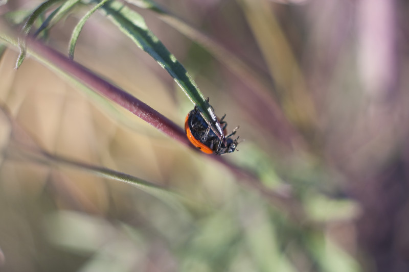 Ladybug 2