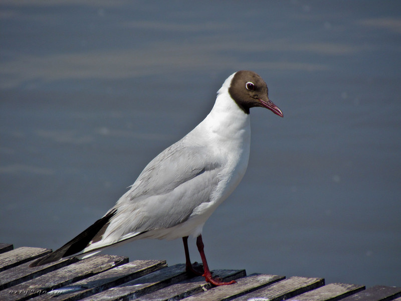 Larus ridibundus   