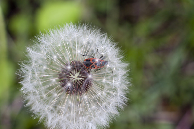 Dandelion